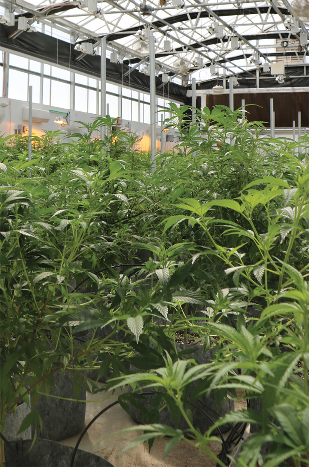 Purple Med Healing and Wellness