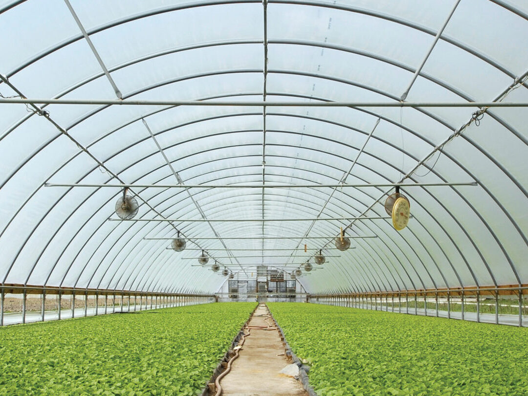 Inside A High Tunnel
